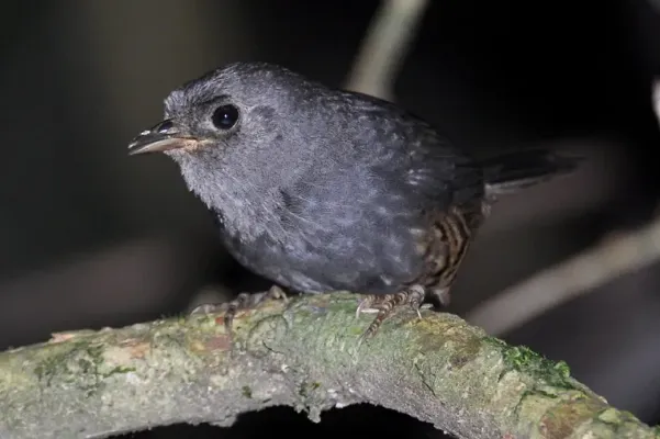 File:Planalto tapaculo Scytalopus pachecoi (cropped).jpg