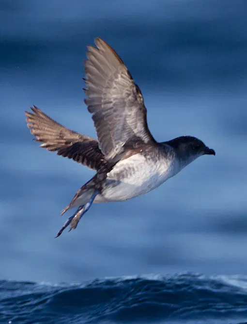 File:Pelecanoides urinatrix 1 - SE Tasmania (cropped).jpg