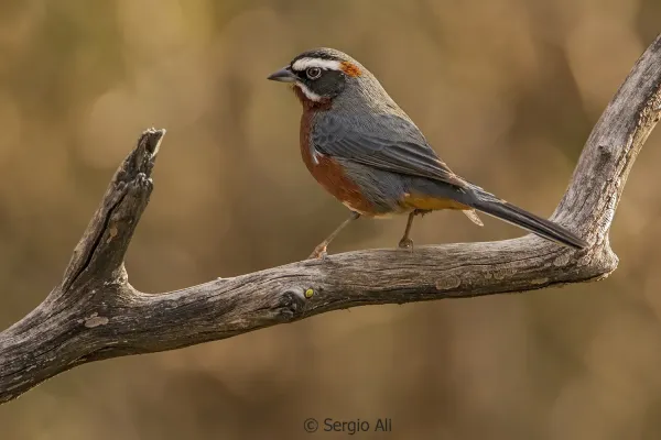 File:Poospiza whitii - Black-and-chestnut Warbling Finch; San Luis, Argentina.jpg
