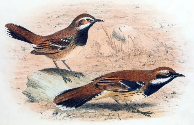 File:Cinclosoma alisteri Gronvold 1910.jpg
