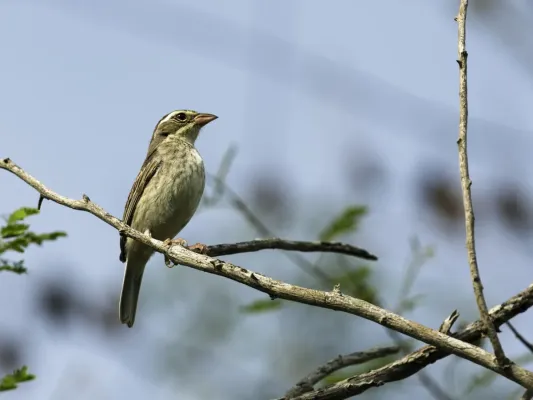 File:Poospiza hispaniolensis - Collared Warbling-Finch - female.jpg