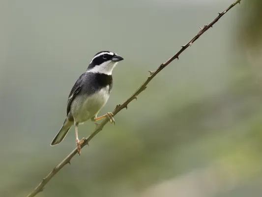 File:Poospiza hispaniolensis - Collared Warbling-Finch - male.jpg
