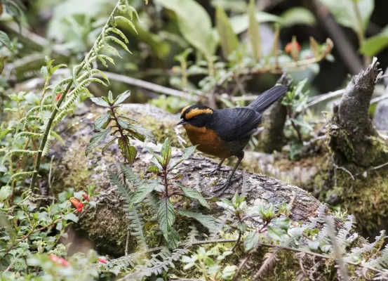 File:Poospiza rufosuperciliaris - Rufous-browed Hemispingus.jpg