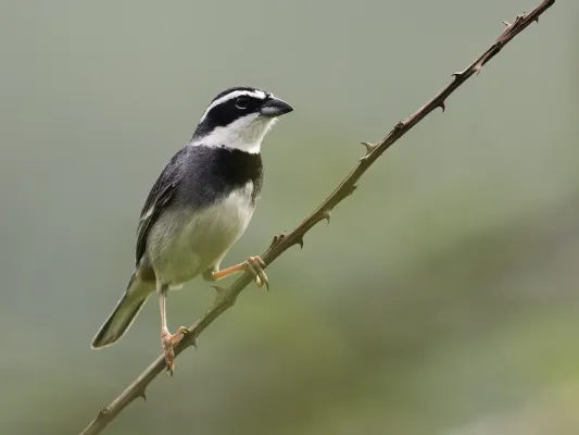 File:Poospiza hispaniolensis - Collared Warbling-Finch - male (cropped).jpg