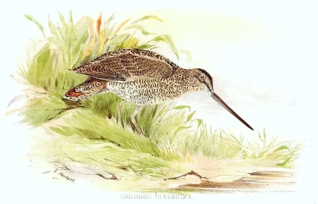 File:Gallinago nemoricola.jpg