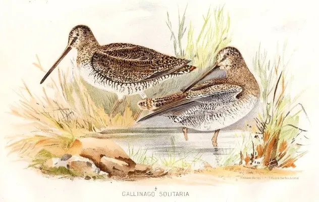 File:Gallinago solitaria.jpg