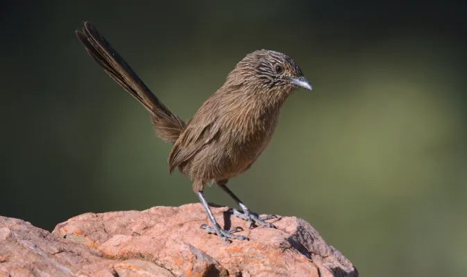 File:Dusky Grasswren Amytornis purnelli West MacDonnell National Park.jpg