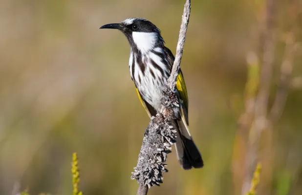 File:White-cheeked Honeyeater Phylidonyris niger Great-sandy-marine-park.jpg