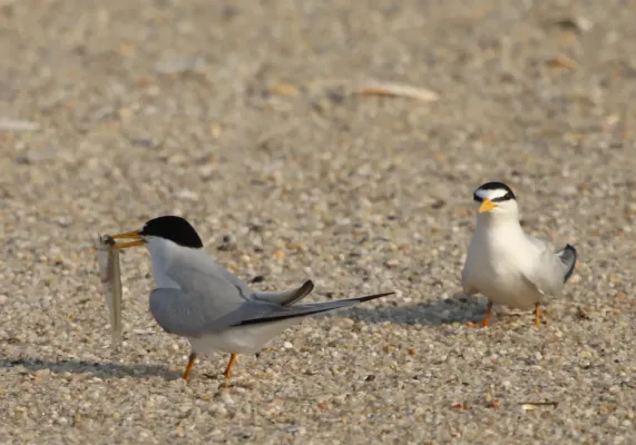 File:Sternula antillarum -Atlantic coast, New Jersey, USA-8 (1).jpg