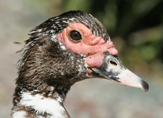 File:Cairina Moschata Portrait.JPG
