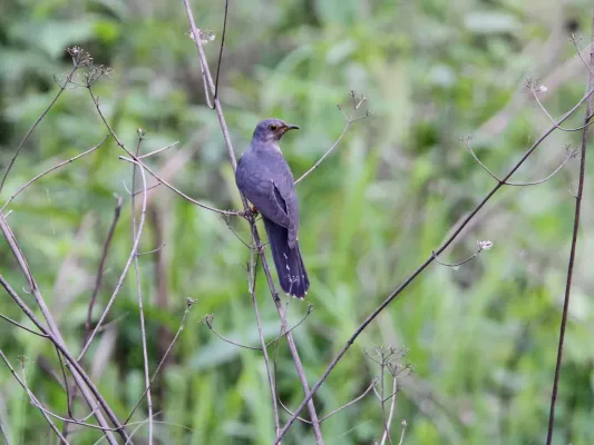 File:Cuculus poliocephalus, Sonitpur, Assam, India 3.jpg