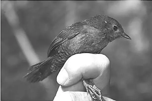 File:Macho adulto paratipo de Scytalopus diamantinensis.jpg