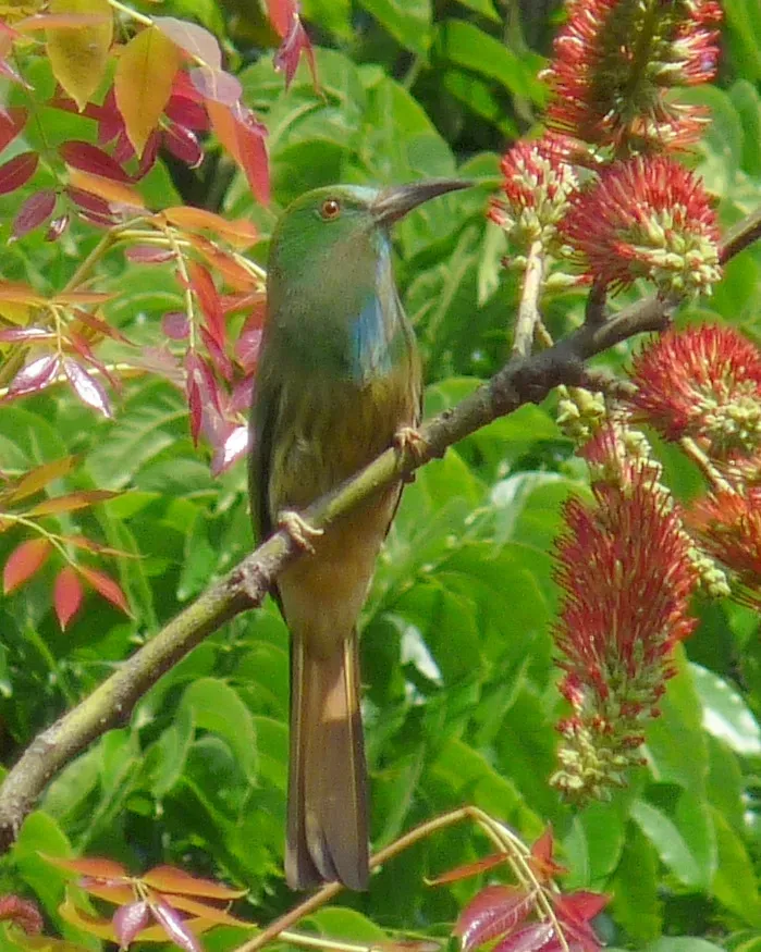 File:Blue-bearded Bee-eater-Nyctyornis athertoni.JPG