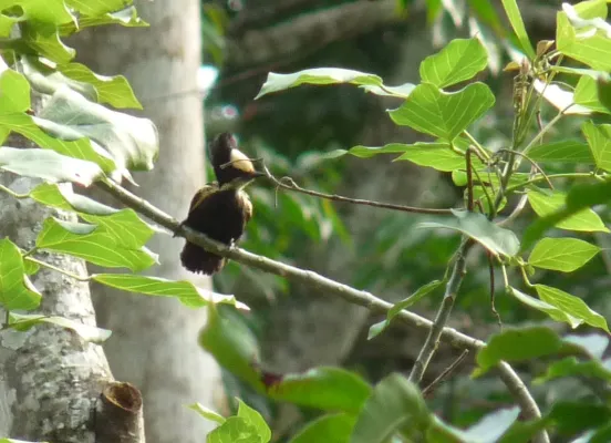 File:Heart-spotted Woodpecker-Hemicircus canente.JPG