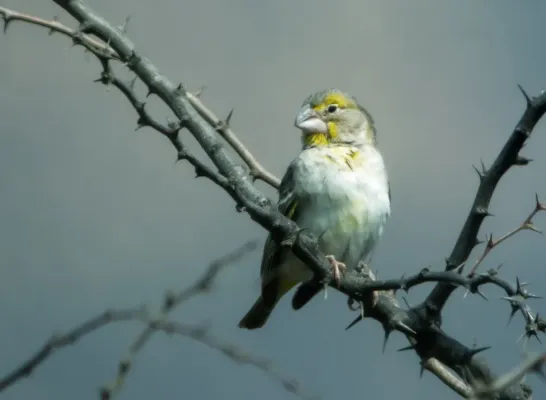 File:Sicalis taczanowskii - Sulphur-throated Finch - male.jpg