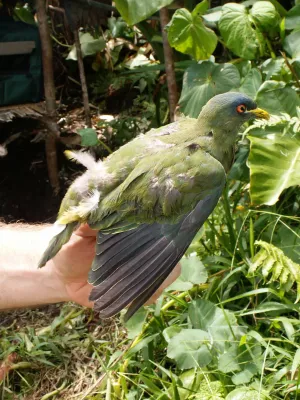 File:Ptilinopus rivoli 82238792.jpg