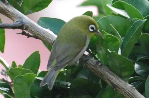 File:Zosterops xanthochroa 2.jpg