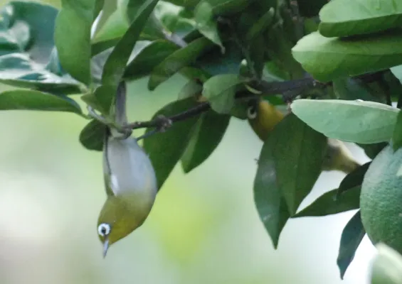 File:Zosterops xanthochroa 4.jpg