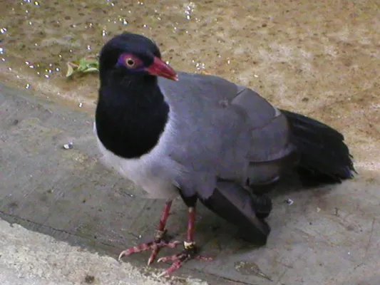 File:Carpococcyx renauldi (National Aviary).jpg