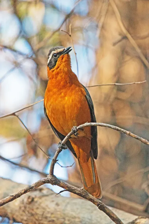 File:Cossypha heuglini K1.jpg