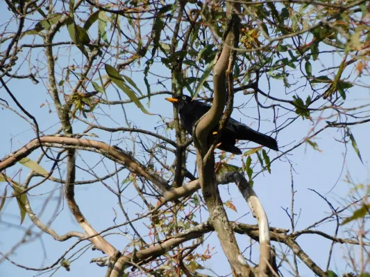 File:Turdus leucops 72137208.jpg
