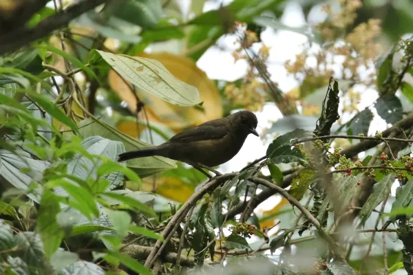 File:Turdus leucops 32788136.jpg