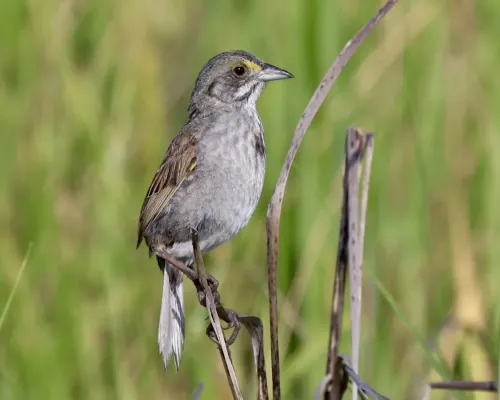File:Seaside sparrow (Ammospiza maritima).jpg