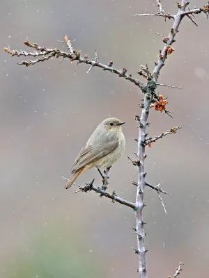File:Phoenicurus erythrogastrus, Stepantsminda, Georgia 5.jpg
