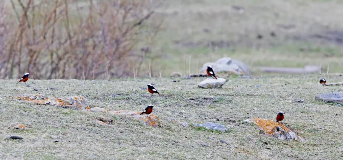 File:Phoenicurus erythrogastrus, Stepantsminda, Georgia 6.jpg