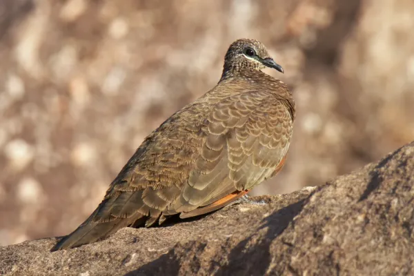File:Chestnut-quilled Rock Pigeon Petrophassa rufipennis, Kakadu NP, Australia 5602.jpg