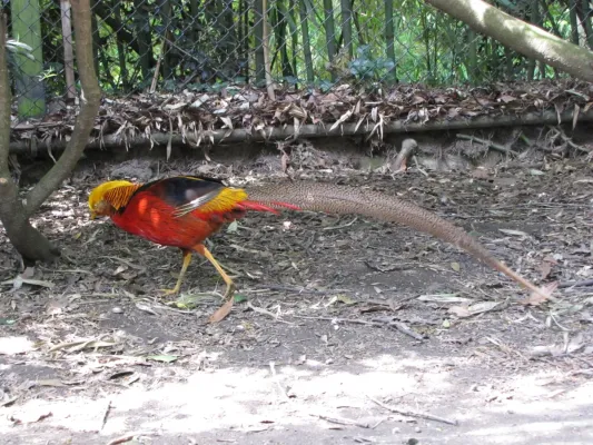 File:Chrysolophus pictus - Goudfazant - Burung Asia - Diergaarde Blijdorp - Rotterdam - look at my long tail.jpg