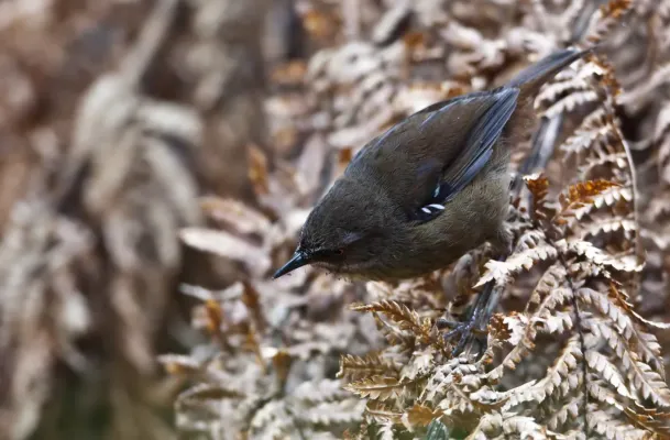 File:Sericornis humilis -Tasmania-8.jpg