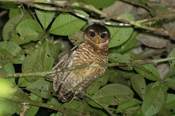 File:Pulsatrix melanota 132819117.jpg
