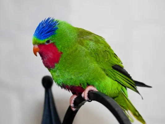 File:Vini australis -London Zoo, England-8a.jpg