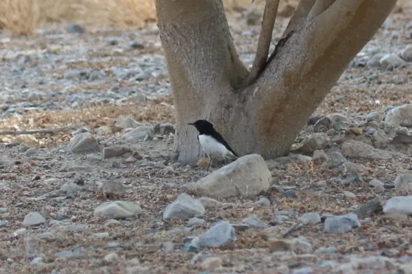 File:Oenanthe albonigra 98502631.jpg
