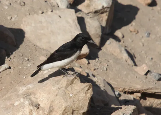 File:Oenanthe albonigra 91218765.jpg