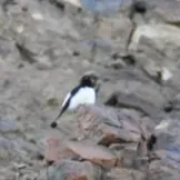 File:Oenanthe albonigra 57228711.jpg