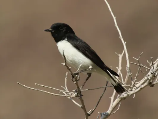 File:Oenanthe albonigra 46176684.jpg