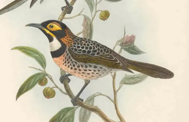 File:Melidectes torquatus - The Birds of New Guinea (cropped).jpg