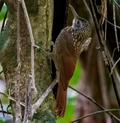 File:Xiphorhynchus spixii - Spix's Woocreeper; Parauapebas, Para, Brazil (cropped).jpg