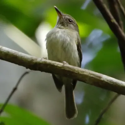 File:Hemitriccus minor - Snethlage's tody-tyrant (cropped).JPG