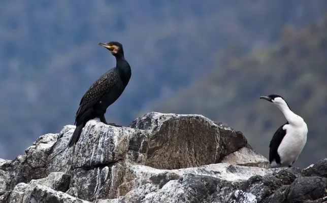 File:Phalacrocorax carbo and Phalacrocorax fuscescens -Tasmania-8.jpg