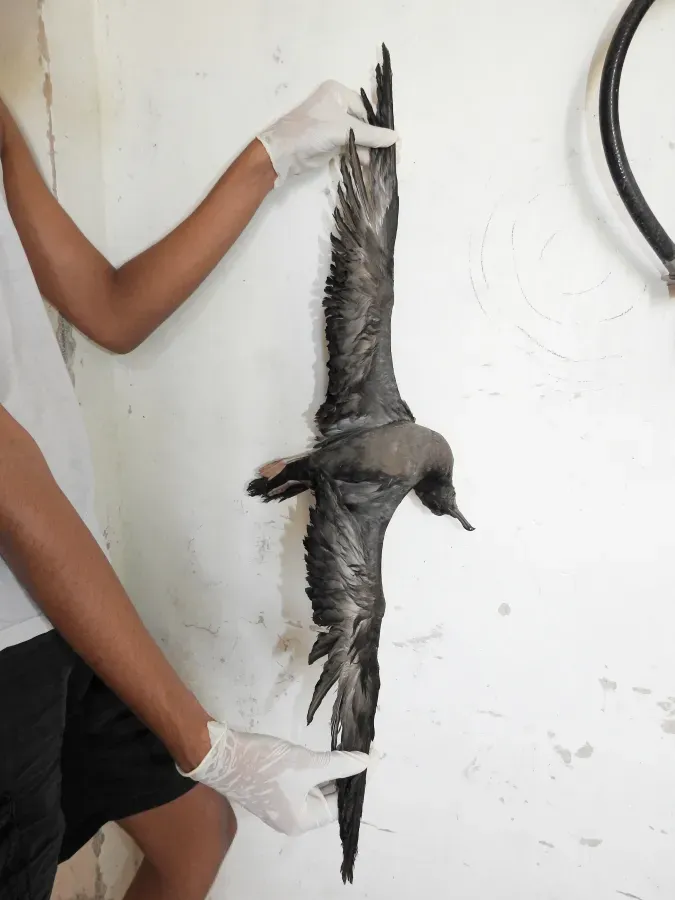 File:Wedge-tailed shearwater Ardenna pacifica by Raju Kasambe DSCN4175 01.jpg