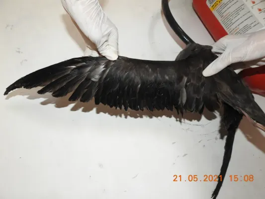 File:Wedge-tailed shearwater Ardenna pacifica by Raju Kasambe DSCN4175 05.jpg