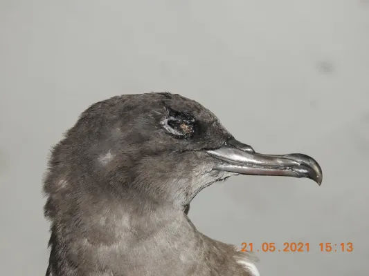 File:Wedge-tailed shearwater Ardenna pacifica by Raju Kasambe DSCN4175 08.jpg