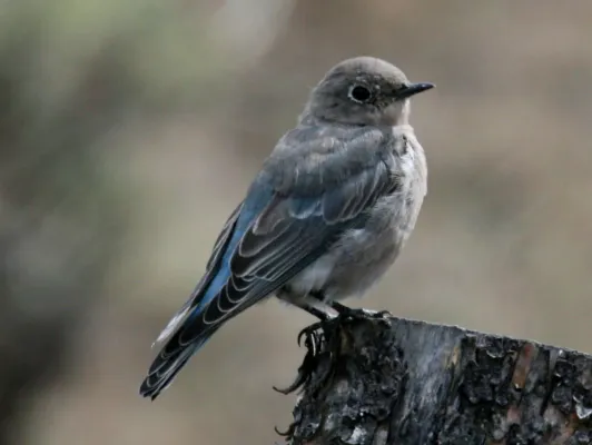 File:Mountain Bluebird (Sialia currucoides) RWD.jpg