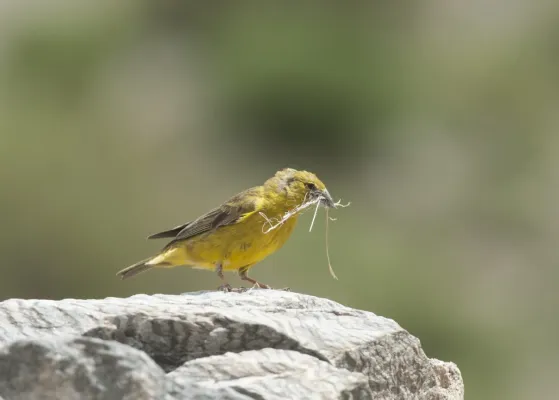 File:Sicalis mendozae - Monte Yellow-Finch.jpg