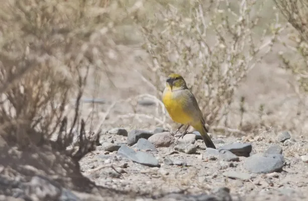 File:Sicalis lutea - Puna Yellow-Finch; San Antonio de los Cobres, Salta, Argentina.jpg