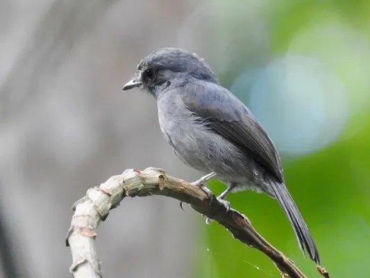 File:Muscicapa epulata, Mbomo, République du Congo 67048152.jpg
