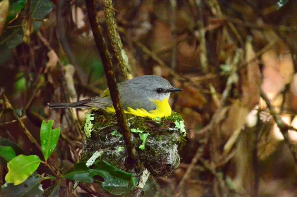 File:Eastern yellow robin Eopsaltria australis DSC juk.jpg